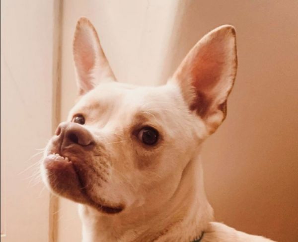 Κανείς δεν θέλει να υιοθετήσει την Kleo λόγω του ιδιαίτερου προσώπου της