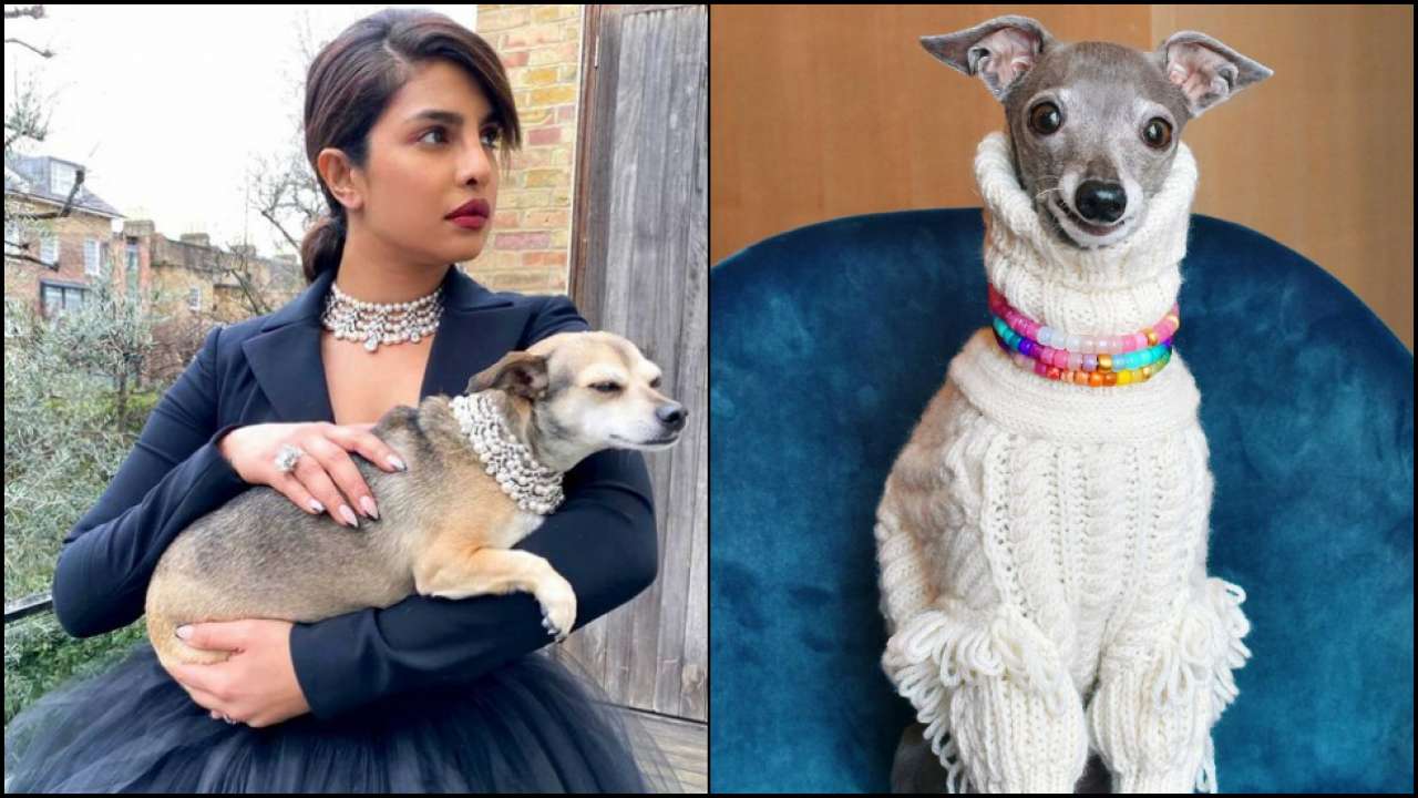 Πριγιάνκα Τσόπρα : Δέχεται συμβουλές μόδας από την σκυλίτσα Tika the Iggy