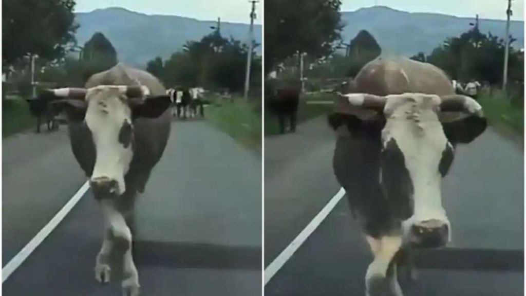 Αυτή η αγελάδα έχει κάτι από Ναόμι Κάμπελ- Δείτε το βίντεο