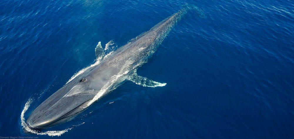 Θεαματικό βίντεο: Γαλάζια φάλαινα πασχίζει να αποφύγει πλοία