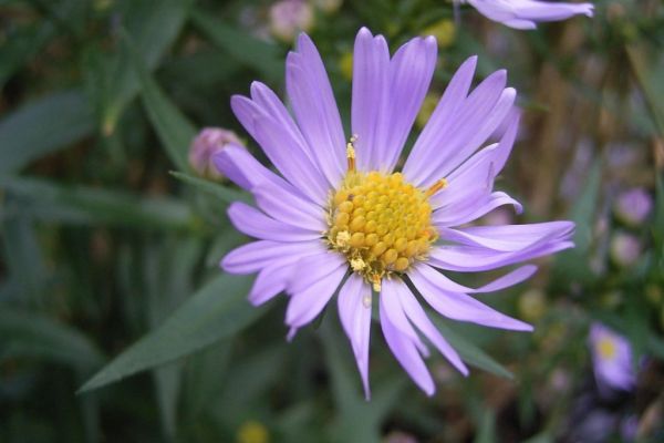 Διαδικτυακό μυστήριο με λουλούδι που δέχεται 90 εκατομμύρια χτυπήματα την ημέρα