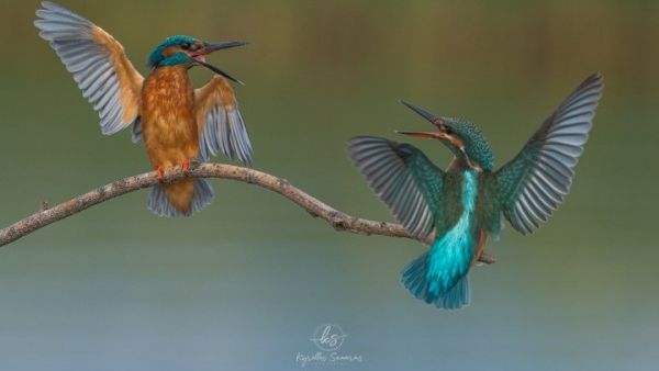 Καστοριά :  Αιχμαλώτισε τον καβγά σε ένα ζευγαράκι αλκυόνες – Πήρε το πρώτο βραβείο σε διαγωνισμό φωτογραφίας