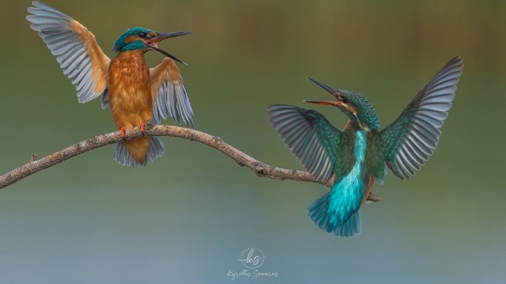 Καστοριά :  Αιχμαλώτισε τον καβγά σε ένα ζευγαράκι αλκυόνες – Πήρε το πρώτο βραβείο σε διαγωνισμό φωτογραφίας