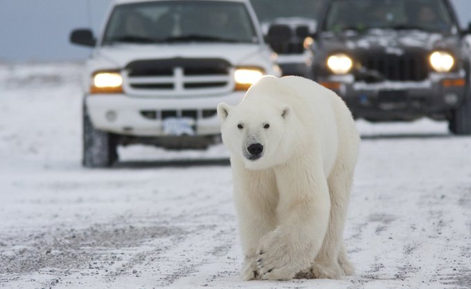 «Πολικές αρκούδες στην Αλεξάνδρας» – Πώς υποδέχτηκε το Twitter την κακοκαιρία «Μήδεια»