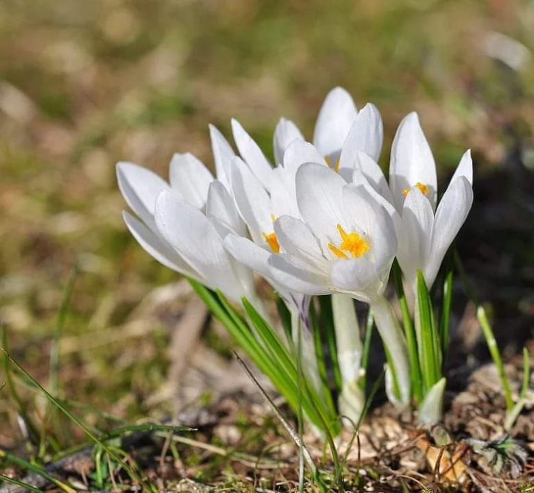 Φύση και πολιτισμός: Η Διώχνη