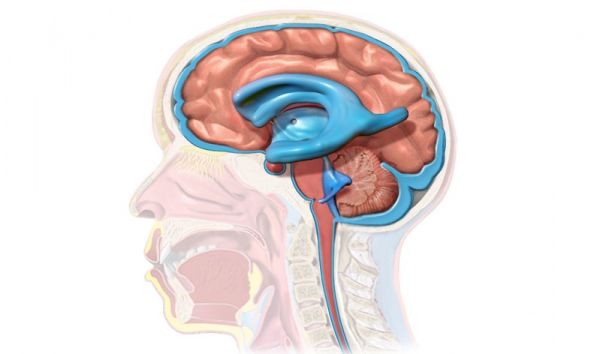 Κυτταρική θεραπεία για την υδροκεφαλία με ελληνική σφραγίδα