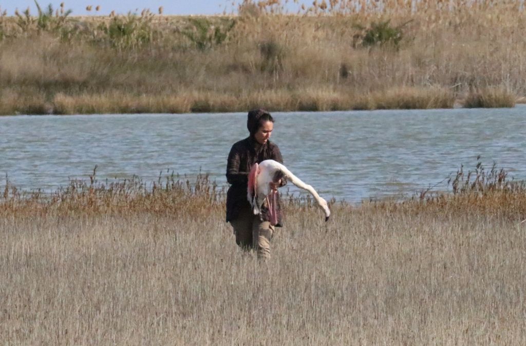 Χαλκιδική: Δεκάδες φλαμίνγκο καταπίνουν σκάγια και πεθαίνουν από δηλητηρίαση