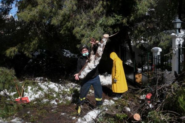 Έρευνα του MEGA: Απέραντο «ναρκοπέδιο» η Αττική με τα ετοιμόρροπα δέντρα