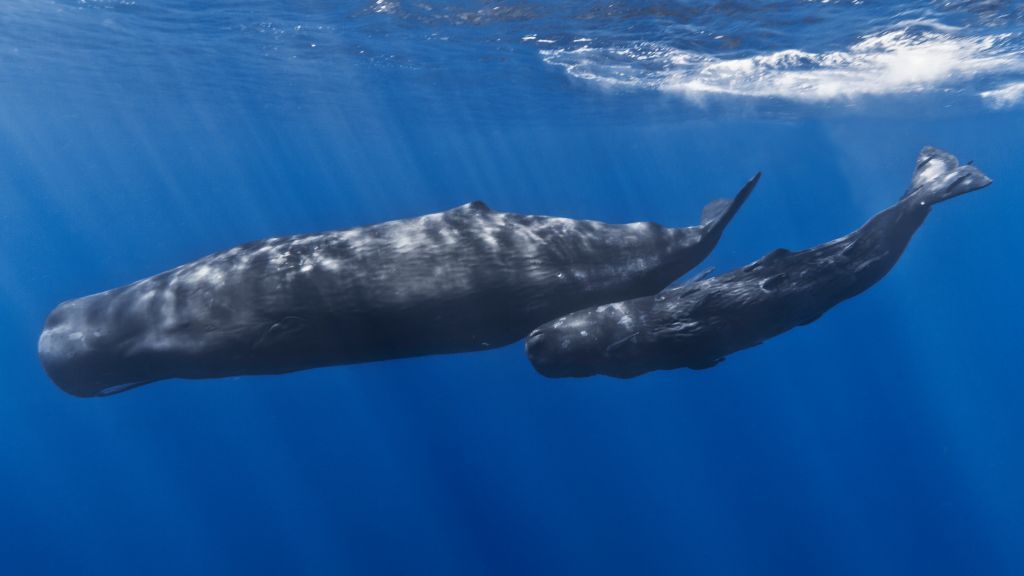 Μέτρα για την προστασία των κητών μετά τον εκβρασμό φάλαινας στον Πειραιά