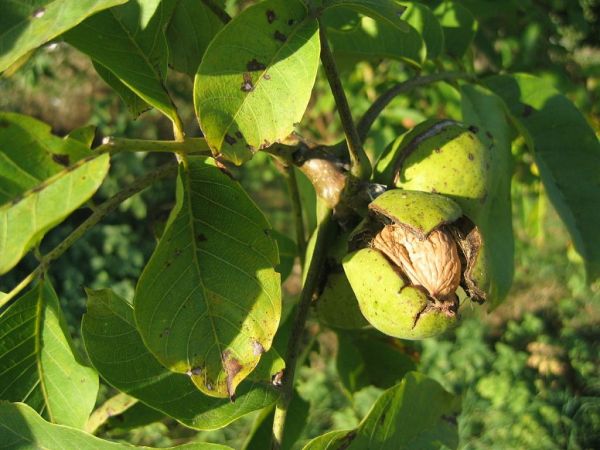 Καρυδιά: Γεωργικές προειδοποιήσεις και φυτοπροστασία