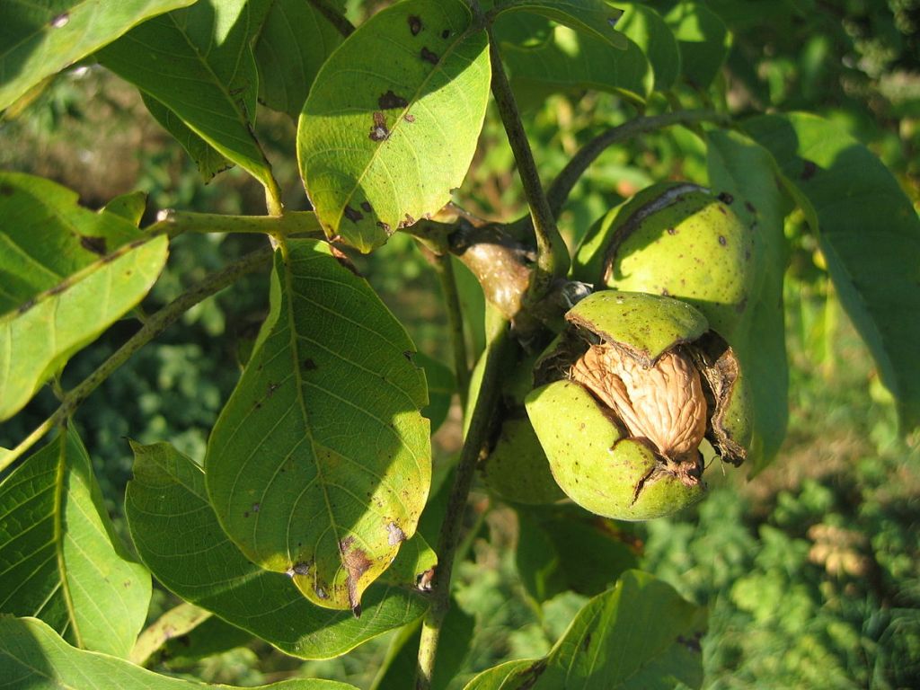 Καρυδιά: Γεωργικές προειδοποιήσεις και φυτοπροστασία
