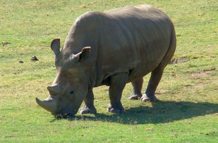 H τεχνητή γονιμοποίηση ύστατη ευκαιρία για τον βόρειο λευκό ρινόκερο