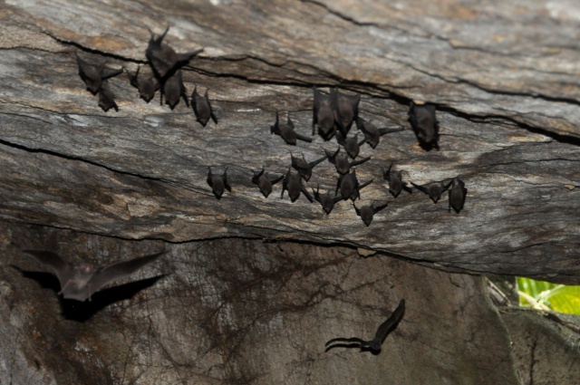 Έρευνες σε σπηλιές νυχτερίδων ζητά ο ΠΟΥ για την ιχνηλάτηση του κοροναϊού