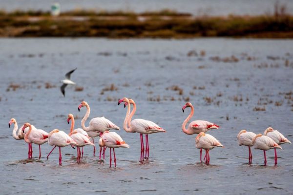 Φλαμίνγκο στη Β.Ελλάδα δηλητηριάστηκαν από μολύβδινα σκάγια