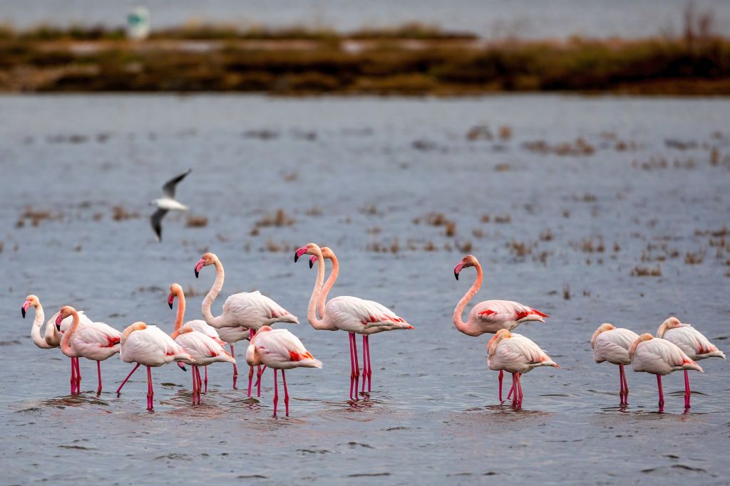 Φλαμίνγκο στη Β.Ελλάδα δηλητηριάστηκαν από μολύβδινα σκάγια