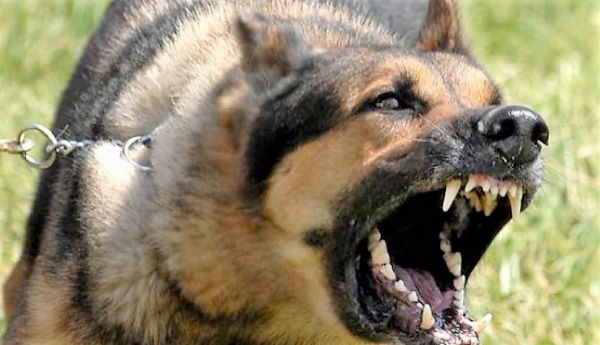Χανιά : Φρίκη με αποκεφαλισμένο πτώμα – Τα σκυλιά του τού έφαγαν το κεφάλι