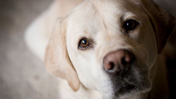 Σκιάθος : Έδεσαν σκυλάκι σε σωλήνα και το έπνιξαν [σκληρές εικόνες]