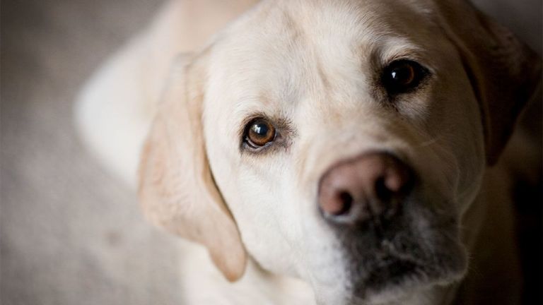 Σκιάθος : Έδεσαν σκυλάκι σε σωλήνα και το έπνιξαν [σκληρές εικόνες]