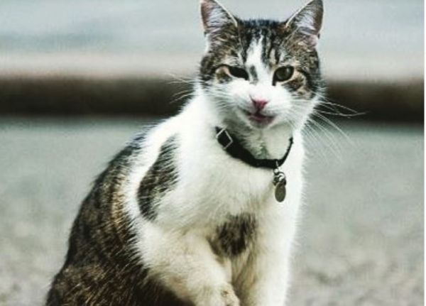 Γνωρίστε τον Λάρι, τη γάτα που εδώ και 10 χρόνια κατέχει… κυβερνητική θέση στην Αγγλία