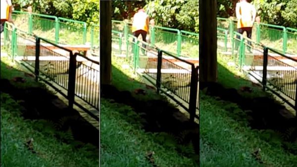 Σοκαριστικό βίντεο: Πετούσε σκύλους σε κανάλι με ορμητικά νερά