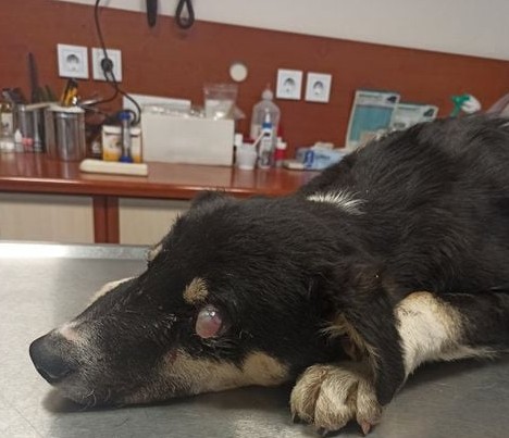 Λέσβος : Απίστευτη κτηνωδία –  Βασάνισαν και τύφλωσαν σκύλο