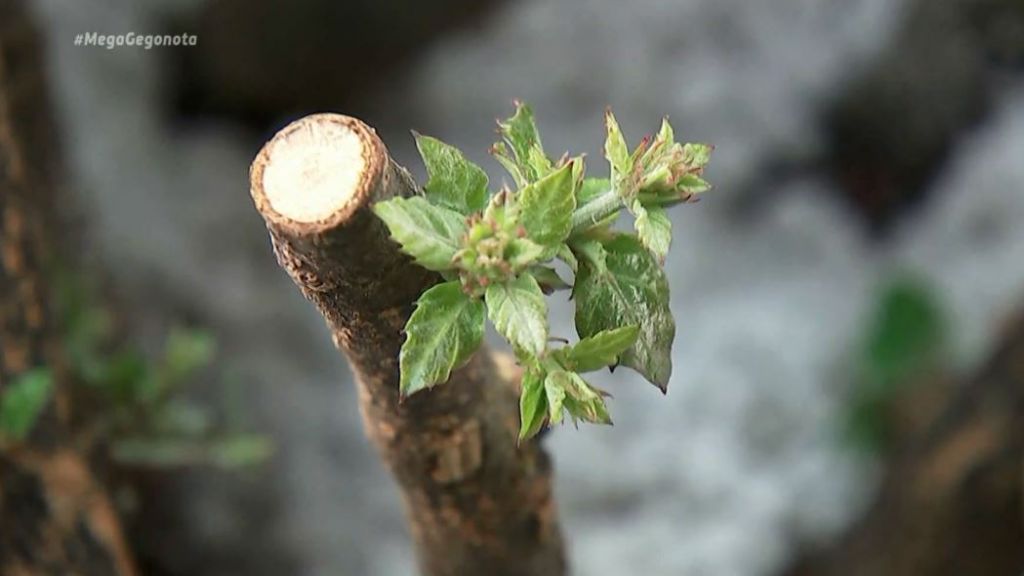 Η Ισπανία εφαρμόζει μέθοδο κλωνοποίησης των σπάνιων δέντρων της
