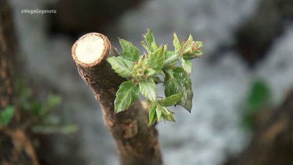Η Ισπανία εφαρμόζει μέθοδο κλωνοποίησης των σπάνιων δέντρων της