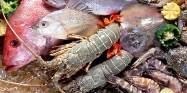 «Taste the Ocean»: Καταναλώνουμε βιώσιμα ψάρια και θαλασσινά
