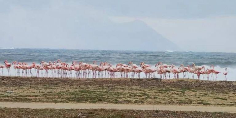 Χαλκιδική : Η κακοκαιρία «Μήδεια» έφερε φλαμίνγκο – Έκαναν «απόβαση» στην παραλία της Συκιάς
