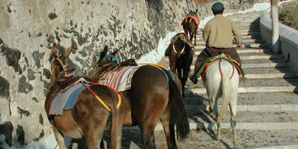 Τα γαϊδουράκια της Σαντορίνης