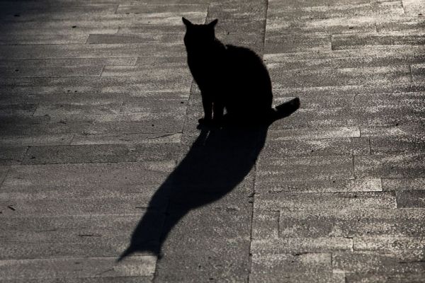 Λέσβος : Σκότωσε γάτα με κυνηγετικό όπλο – Συνελήφθη ο δράστης