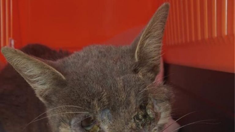 Κρήτη: Αγνωστοι έβγαλαν τα μάτια γάτας και τη βασάνισαν