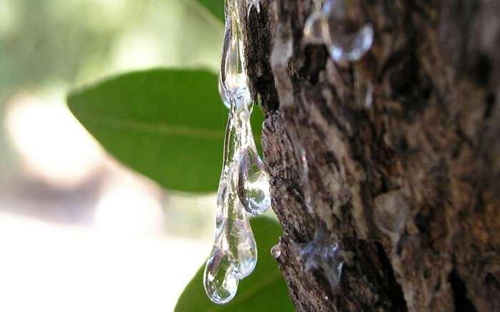 Μαστίχα : Προϊόν με παράδοση