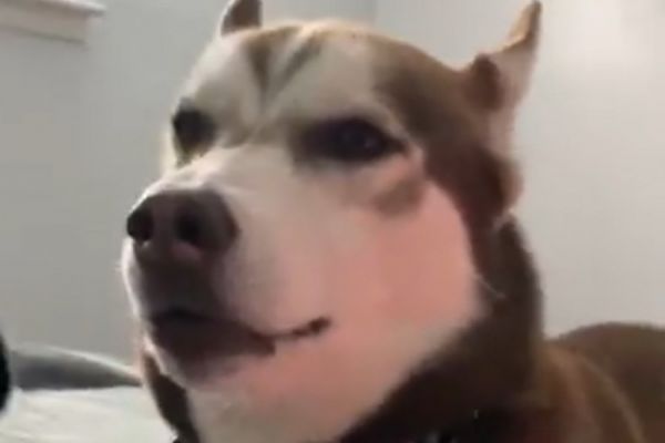 Ένα χάσκι «τραγουδάει» στον ρυθμό του Star Wars – Βίντεο