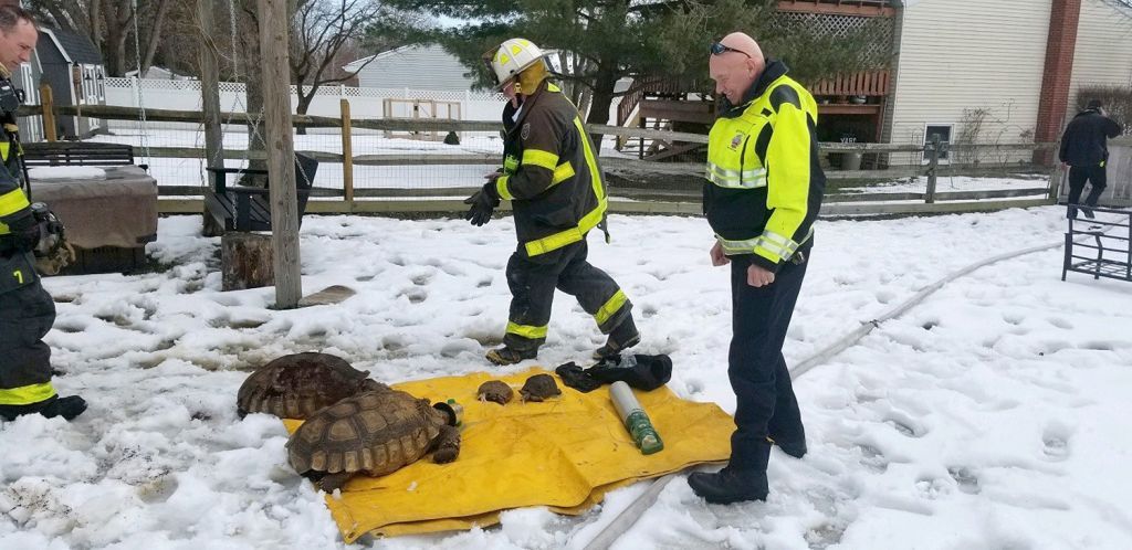 Πυροσβέστες έσωσαν χελωνίτσες από πυρκαγιά με… μάσκες οξυγόνου