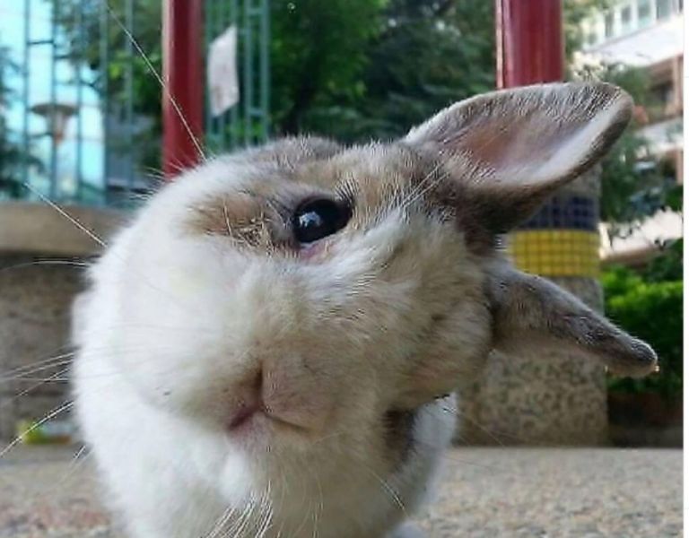 Θέλετε κουνελάκι για κατοικίδιο; Τι πρέπει να προσέξετε