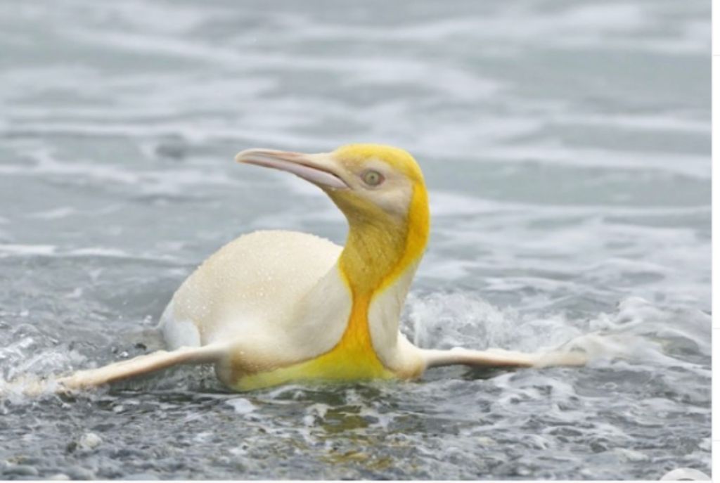 Ερευνητής φωτογράφισε για πρώτη φορά κίτρινο πιγκουίνο
