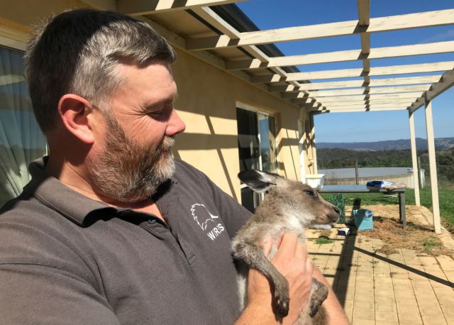 Αυστραλία : Αυτό το αξιολάτρευτο καγκουρό ζει σε έναν σάκο