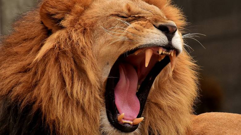 «Από το στόμα των λιονταριών»