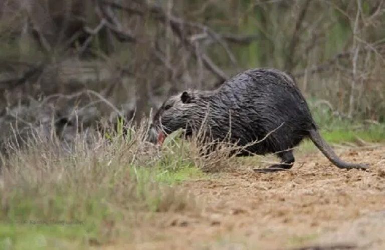 Οι μυοκάστορες απειλούν τις καλλιέργειες