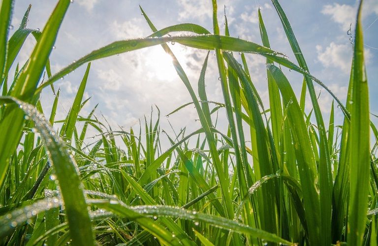 Μαζικά δεδομένα… και στη γεωργία