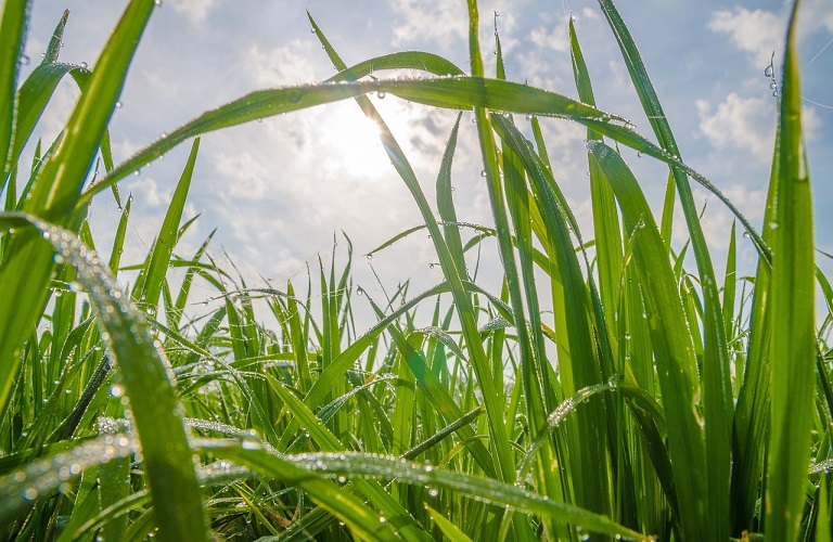 Μαζικά δεδομένα… και στη γεωργία