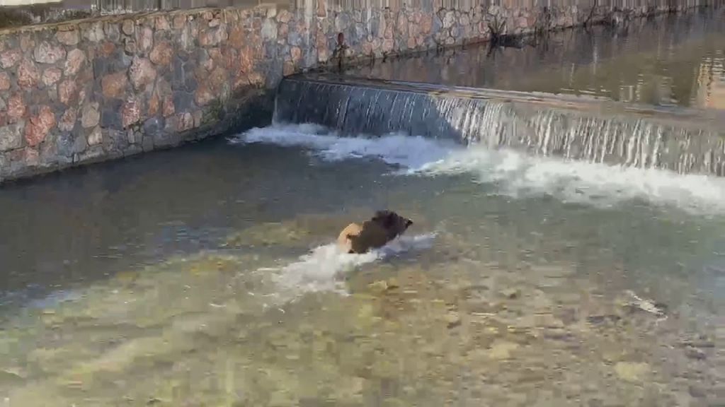 Φλώρινα: Αγριογούρουνο κολυμπά στο ποτάμι της πόλης – Βίντεο