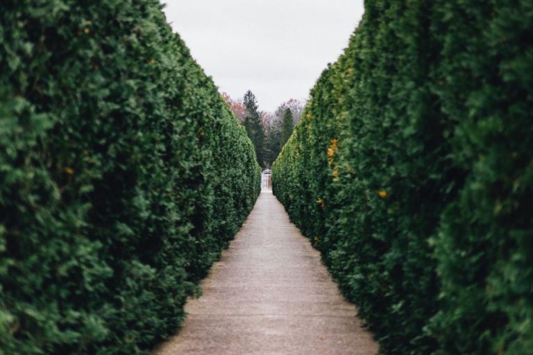 Μπορούν οι… θάμνοι να οδηγήσουν τη Βρετανία στην ουδετερότητα άνθρακα;