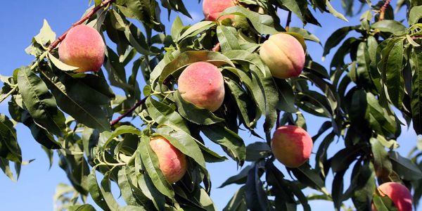 Επεμβάσεις για τον εξωασκό στη ροδακινιά
