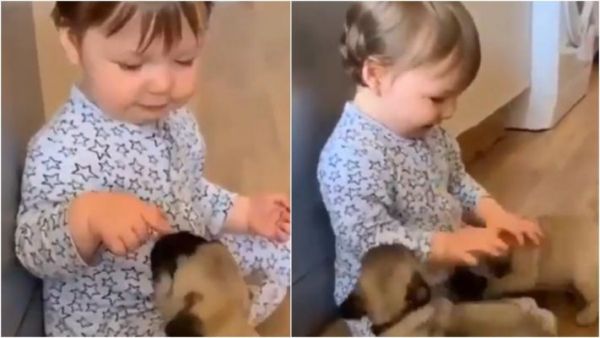 Αξιολάτρευτο μωρό παίζει με δυο κουτάβια παγκ – Βίντεο