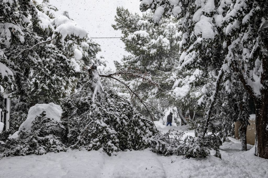 Μήδεια : Γιατί έπεσαν τόσα πολλά δέντρα – Τι έδειξε η ανάλυση του χιονιού