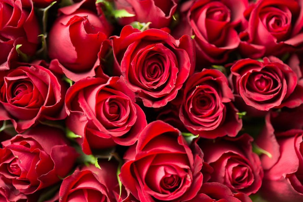 Αγίου Βαλεντίνου : Πάνω από 100.000 κόκκινα τριαντάφυλλα για τους ερωτευμένους της Θεσσαλονίκης