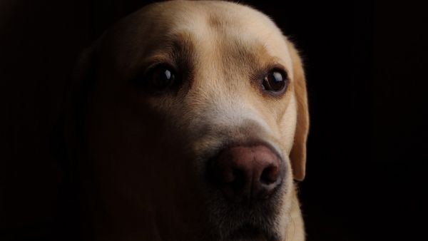 Χανιά : Κρέμασαν σκύλο από γέφυρα [σκληρές εικόνες]