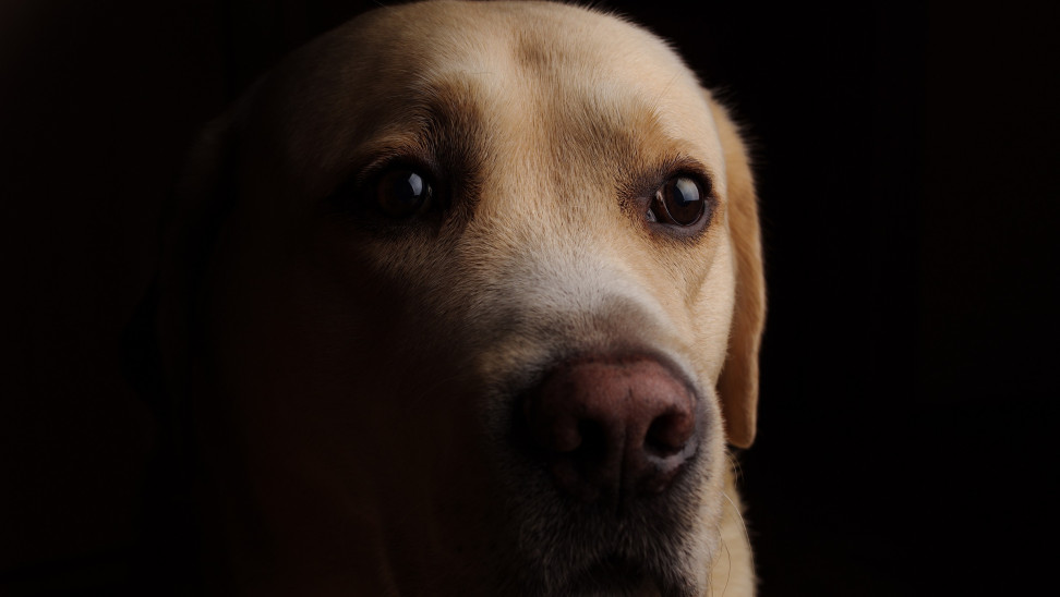 Χανιά : Κρέμασαν σκύλο από γέφυρα [σκληρές εικόνες]